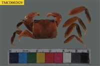 藏品(德氏仿厚蟹)的圖片